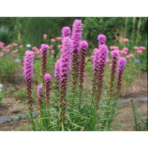 Liatris  (lot. Liatris spicata )  Kobold