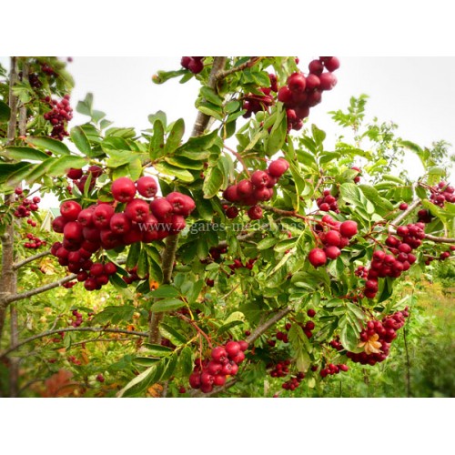 Šermukšnis valgomasis ( lot. Sorbus spp.) Likiornaja