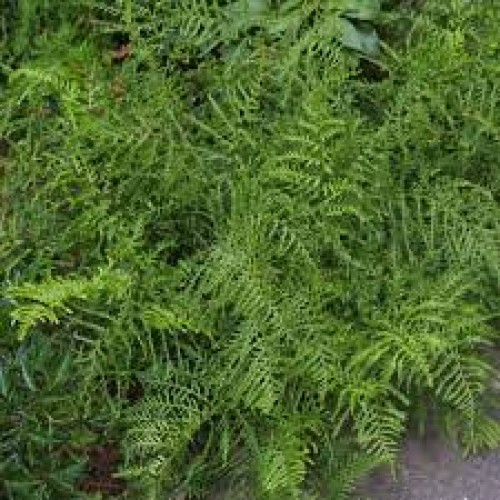 Papartis kelminis (lot. Dryopteris filixmas) Linearis Polydactyla