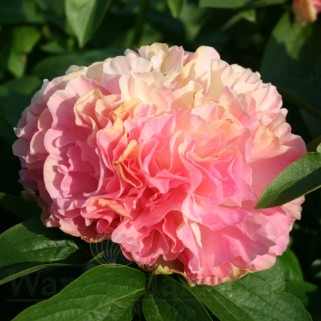 Bijūnas ( lot. peonia hybrida)  ITOH Lois Choice 2026 ruduo