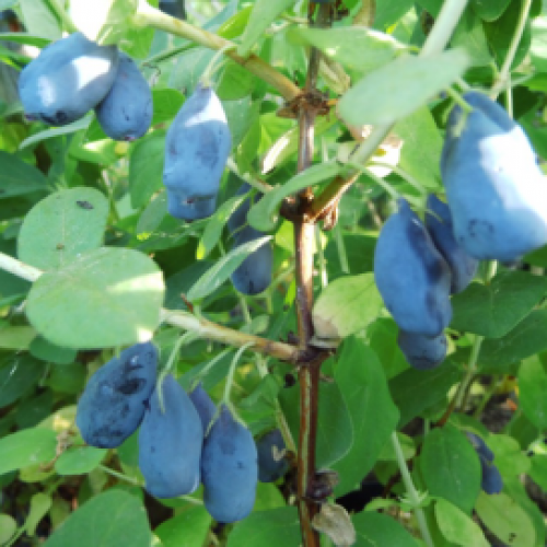 Sausmedis kamčiatkinis ( lot. Lonicera kamtschatica) Wojtek