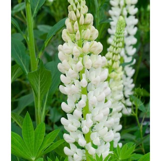 Lubinas (lot. lupinus russelli) Noble Maiden