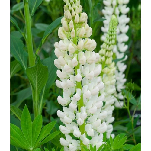 Lubinas (lot. lupinus russelli) Noble Maiden