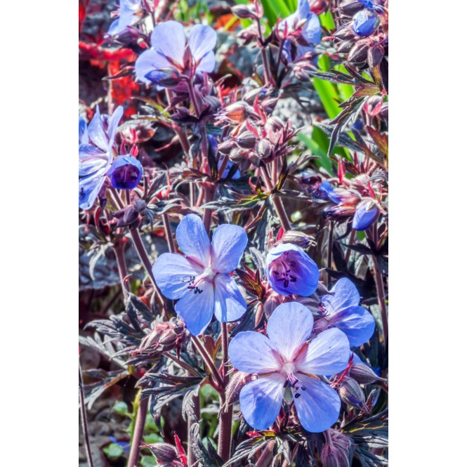 Snaputis (lot. Geranium pratense) Midnight Reiter’ Snaputis (lot. Geranium pratense) Midnight Reiter’