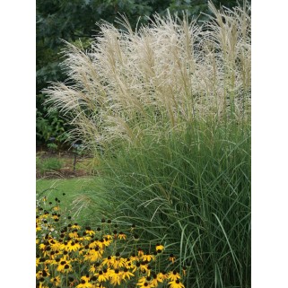 Miskantas kininis ( lot. Miscanthus chinensis ) Graciella
