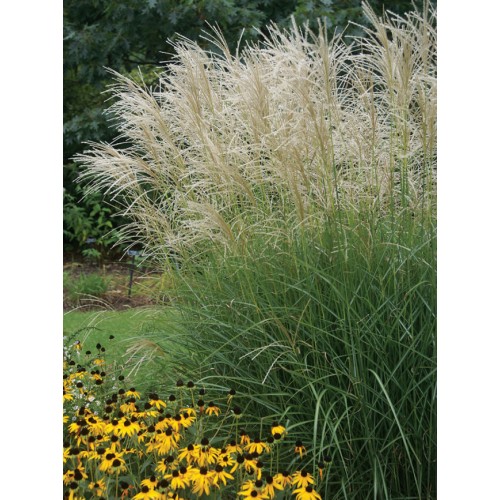 Miskantas kininis ( lot. Miscanthus chinensis ) Graciella