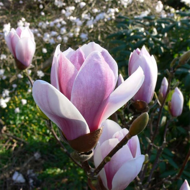 Magnolija  sulanžo (lot. Magnolia soulangeana)  Satisfaction