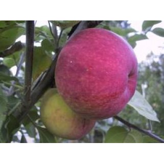 Obelis vasarinė ( lot. Malus domestica) Orlowim