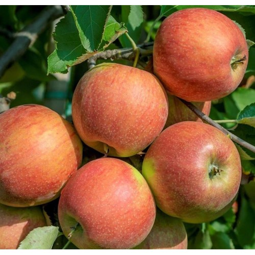 Obelis rudeninė  ( lot. Malus domestica) Serinka