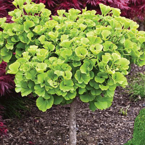 Ginkmedis dviskiautis ( lot.Ginkgo biloba) Mariken