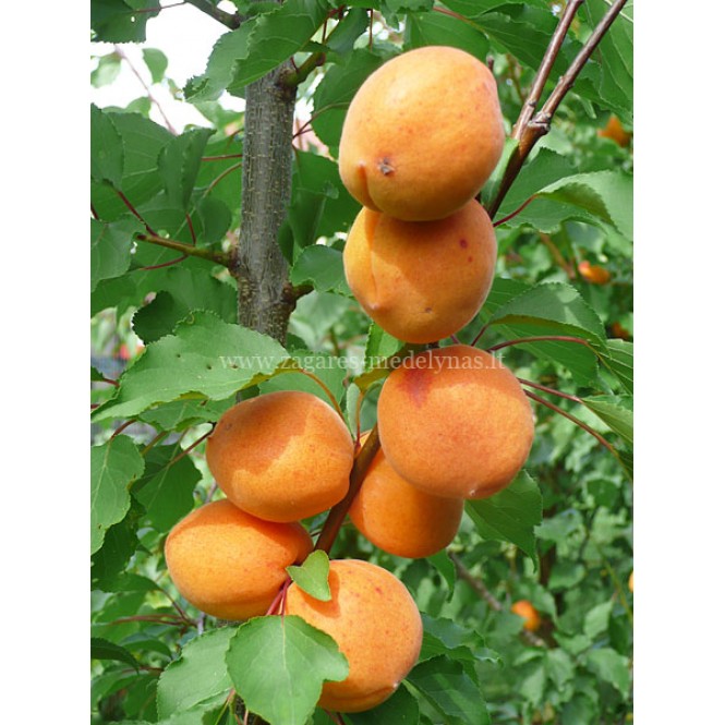 Abrikosas ( lot.Prunus armeniaca) Maskvos didieji