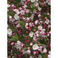 Obelis dekoratyvinė (lot. Malus)  Mary Potter
