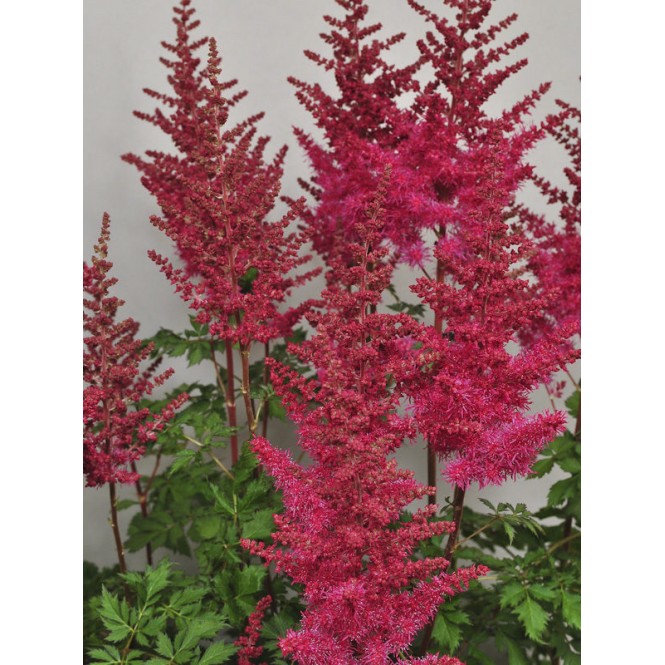 Astilbė  kininė ( lot. Astilbe chinensis) Mighty Red Quin