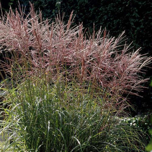 Miskantas kininis ( lot. Miscanthus chinensis ) Ferner Osten