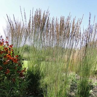 Melvenė  melsvoji ( lot. Molinia careluea) Moorhexe