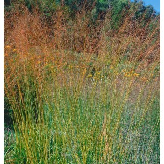 Melvenė  nendrinė ( lot. Molinia arundinacea)  Windspiel