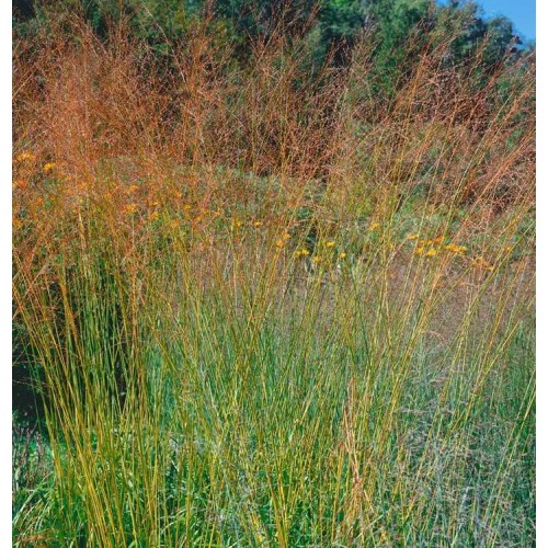 Melvenė  nendrinė ( lot. Molinia arundinacea)  Windspiel