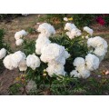 Bijūnas ( lot. peonia lactiflora )  Mothers Choice, 2025 ruduo