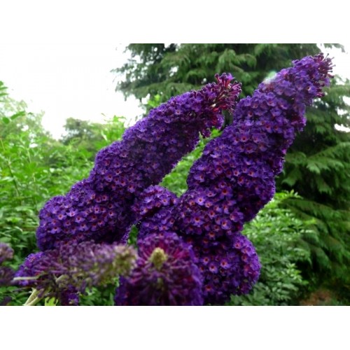 Budlėja ( lot. Buddleja davidii) Black Knight