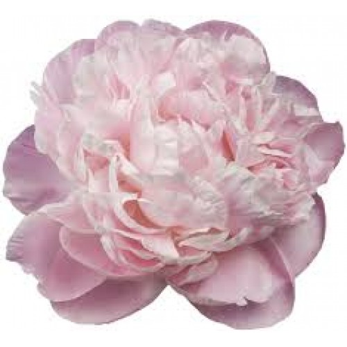 Bijūnas  (lot. peonia lactilora) Nick Shaylor 2026 ruduo