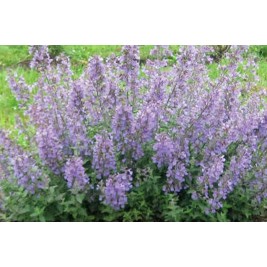 Katžolė faseno (lot. Nepeta x faassenii)  Walker's Low Junior Katžolė faseno (lot. Nepeta x faassenii)  Walker's Low Junior