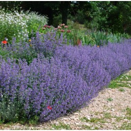 Katžolė faseno (lot. Nepeta x faassenii)  Six Hills Giant Katžolė faseno (lot. Nepeta x faassenii)  Six Hills Giant