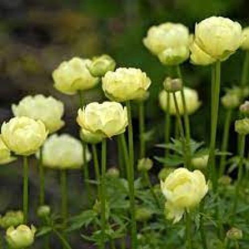 Burbulis (lot. Trollius cultorum) New Moon