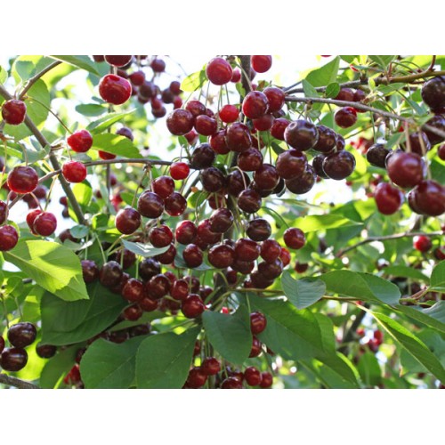 Vyšnia ( lot.Prunus cerasus) Novella