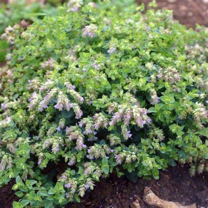 Raudonėlis (lot. Origanum vulgare )Dingle Fairy