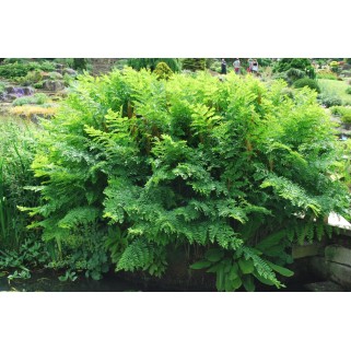 Osmunda karališkoji (lot. Osmunda regalis) 