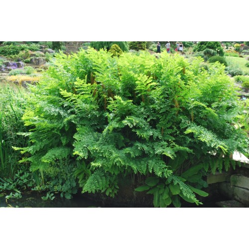 Osmunda karališkoji (lot. Osmunda regalis) 