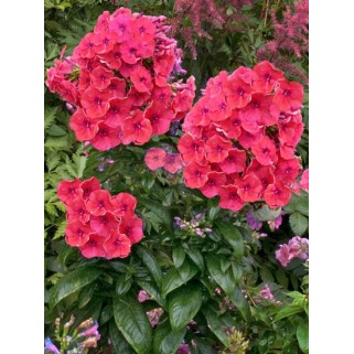Flioksas ( Phlox paniculata)  Flame Coral