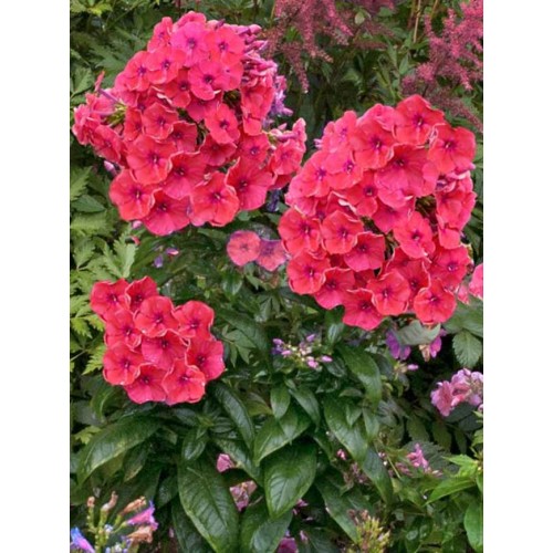 Flioksas ( Phlox paniculata)  Flame Coral