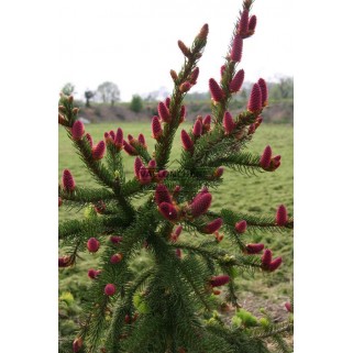 Eglė paprastoji  ( lot. Picea abies)  Acrocona