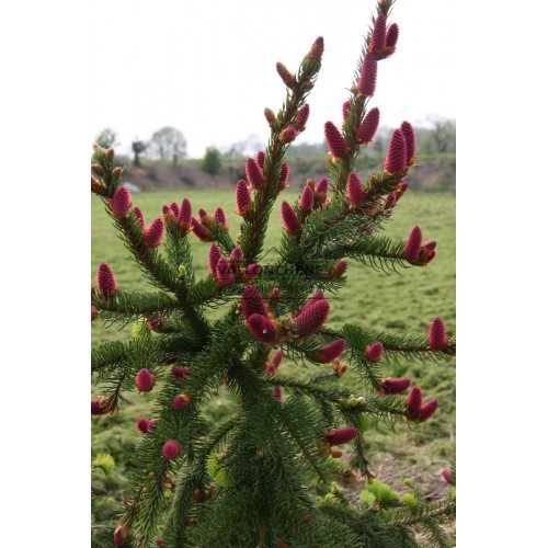 Eglė paprastoji  ( lot. Picea abies)  Acrocona