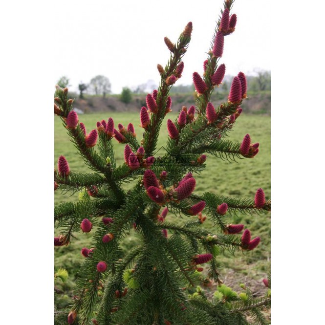 Eglė paprastoji  ( lot. Picea abies)  Acrocona