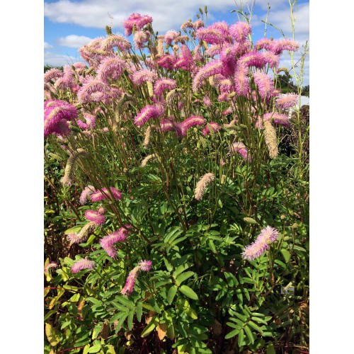 Kraujalakė vaistinė ( lot. Sanguisorba officinalis) Pink Brushes
