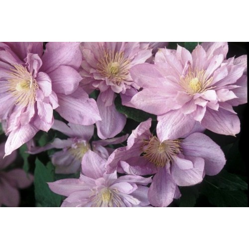 Raganė ( lot.Clematis) Proteus