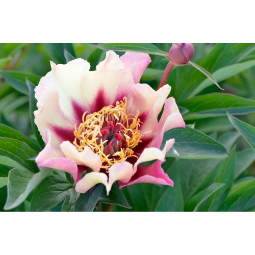 Bijūnas ( lot. peonia hybrida)  ITOH Court Jeser