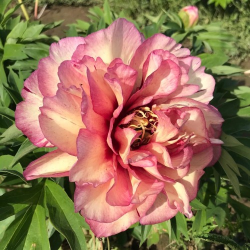Bijūnas ( lot. peonia hybrida)  Hillary 2025 ruduo