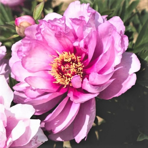 Bijūnas (lot. peonia hybryda) ITOH  First Arrival 2025 ruduo