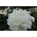 Bijūnas ( lot. peonia lactiflora)  Puffed Cotton , 2026 ruduo