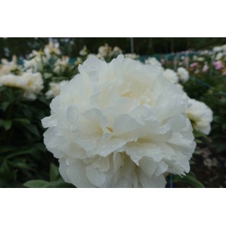Bijūnas ( lot. peonia lactiflora)  Puffed Cotton , 2026 ruduo