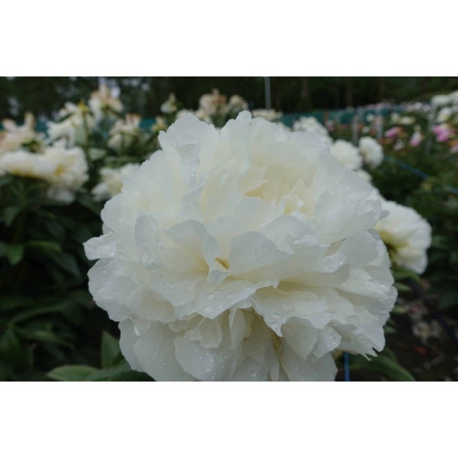 Bijūnas ( lot. peonia lactiflora)  Puffed Cotton , 2026 ruduo