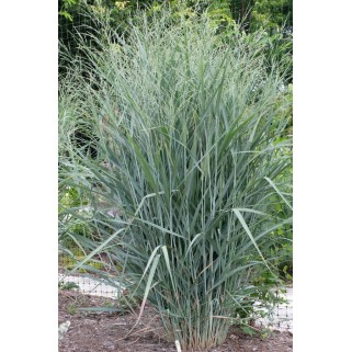 Ryškėtoji sora ( lot. Panicum virgatum) Blue Fountain