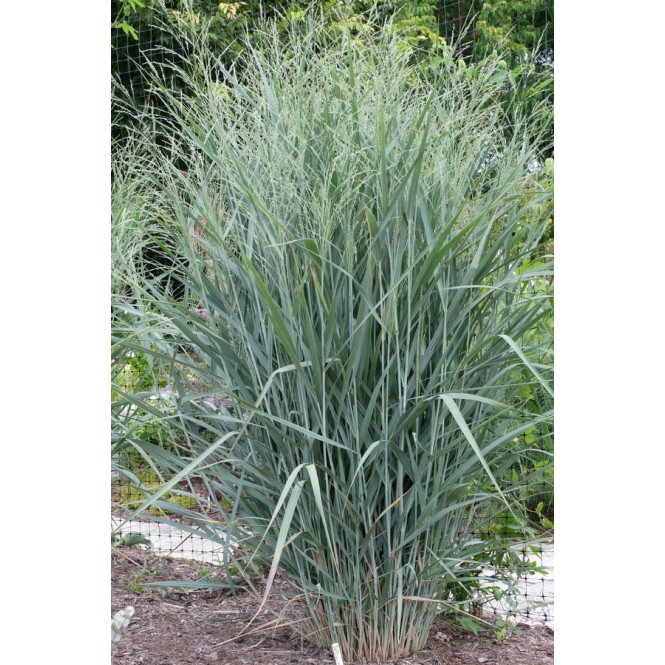 Ryškėtoji sora ( lot. Panicum virgatum) Blue Fountain