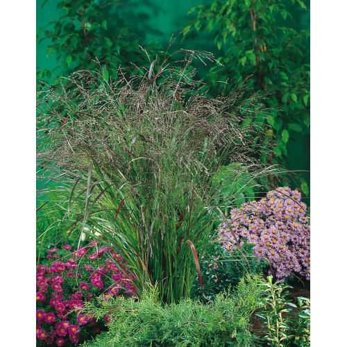 Ryškėtoji sora ( lot. Panicum virgatum) Warrior