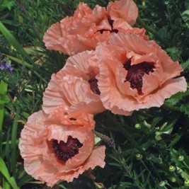 Aguona rytinė (lot. Papaver orientale)  MRS PERRY