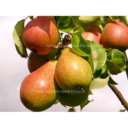 Kriaušė ( lot.Pyrus communis) Paten