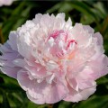 Bijūnas puikusis ( lot. peonia lactiflora) Pecher, 2024 ruduo